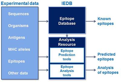 The Immune Epitope Database and Analysis Resource in Epitope Discovery and Synthetic Vaccine Design